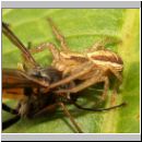 Xysticus ulmi - Krabbenspinne 04d.jpg